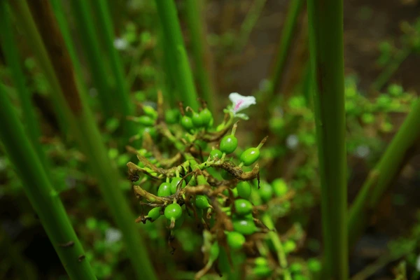 Kerala cardamom estate